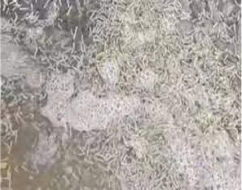 بالفيديو : موجة غضب.. ديدان غريبة تضرب مصايف الإسكندرية بالفيديو : موجة غضب.. ديدان غريبة تضرب مصايف الإسكندرية