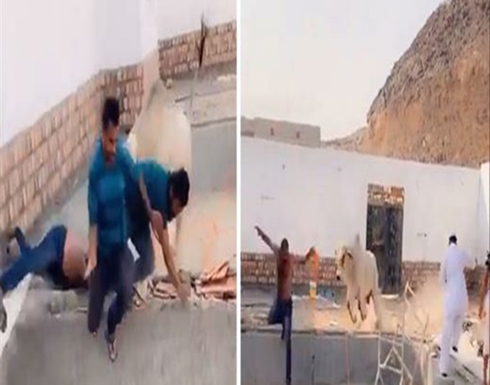 على طريقة بوحة الصباح.. شاهد انتقام ثور هائج من الجزار .. بالفيديو على طريقة بوحة الصباح.. شاهد انتقام ثور هائج من الجزار .. بالفيديو