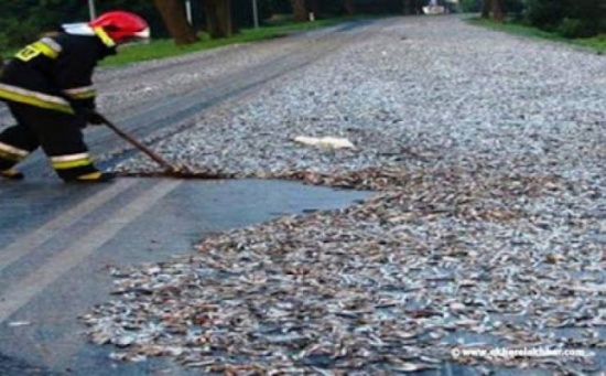 فيديو| سمك ينزل من السماء في ظاهرة عجيبة