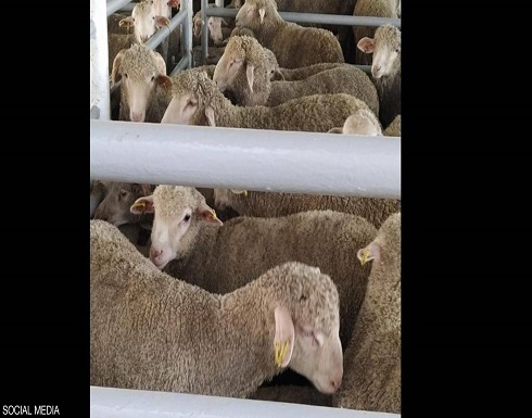 أزمة قناة السويس.. عملية إنقاذ سريعة والهدف "مواشي حية" قادمة للاردن أزمة قناة السويس.. عملية إنقاذ سريعة والهدف "مواشي حية" قادمة للاردن