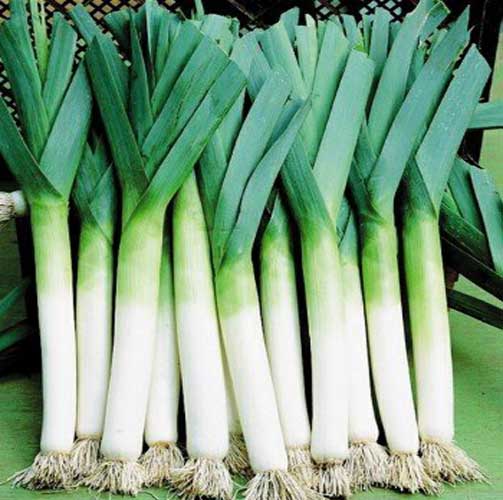 الكراث : يفيد في علاج  إلتهاب البلعوم و المثانة والروماتيزم