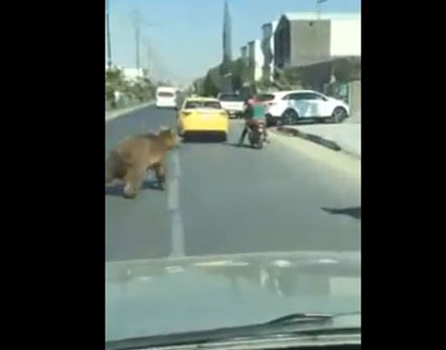دب يصيب المواطنين بالخوف بعد تجوله في الشارع بالعراق (فيديو) دب يصيب المواطنين بالخوف بعد تجوله في الشارع بالعراق (فيديو)